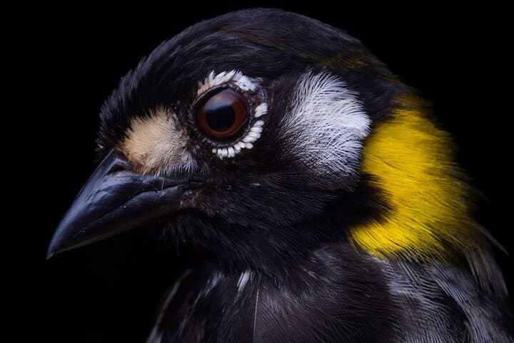 Guided Bird Watching in Monteverde: Curi-Cancha Cloud Forest Tour photo 6