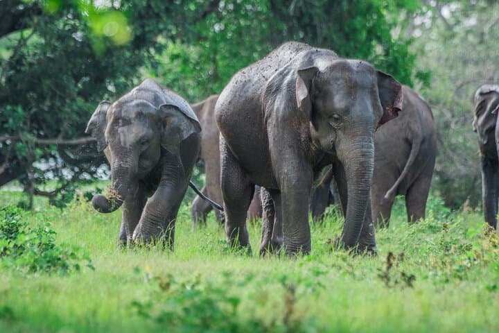 Yala Half-Day Safari from Hambantota Port — Spot Leopards & Elephants in Block I photo 2