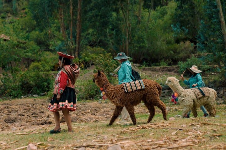 Sacred Valley Alpaca Walk & Natural Dye Workshop: Full-Day Cultural Hike photo 6