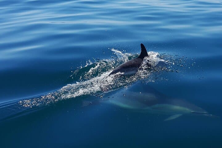 Dolphin Watching in Cascais: Small-Boat Marine Wildlife Cruise photo 5