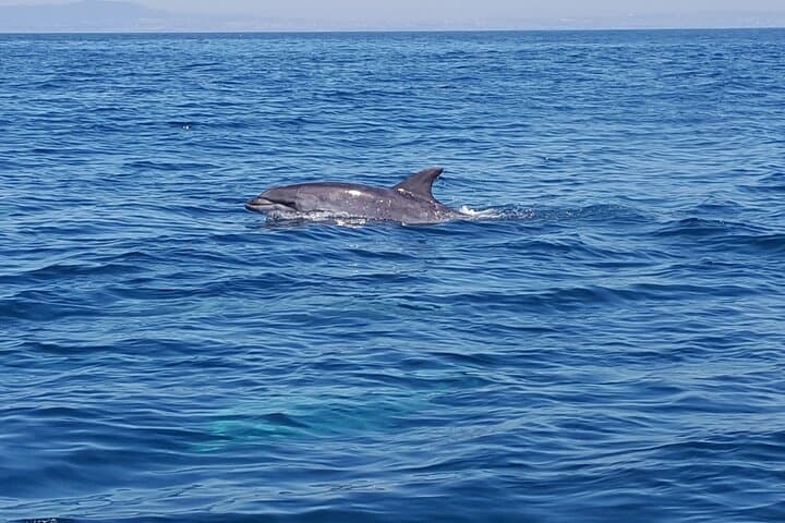 Dolphin Watching in Cascais: Small-Boat Marine Wildlife Cruise photo 6