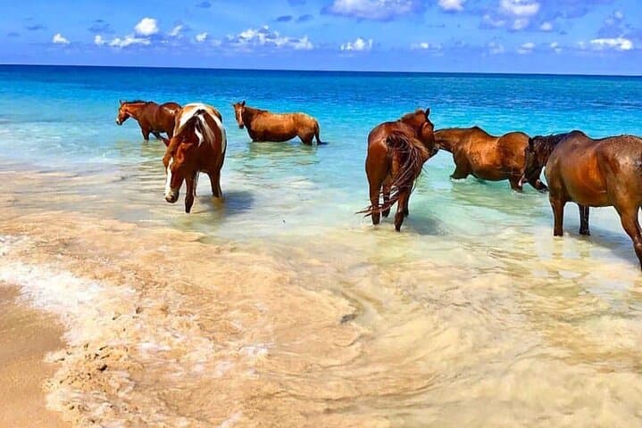 Transparent Kayak & Drone Photo Shoot in Montego Bay: Clear-Water Adventure with Optional Horseback and Flying-Dress Extras photo 4