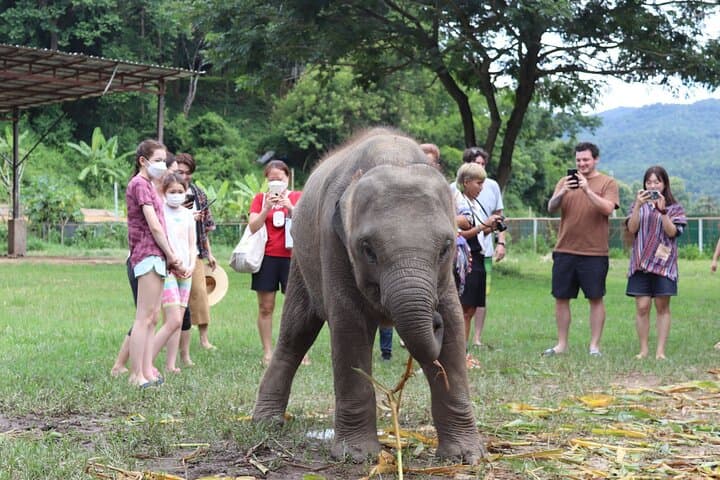 Ethical Chiang Mai Elephant Sanctuary Day Tour — Meet Rescued Elephants photo 6