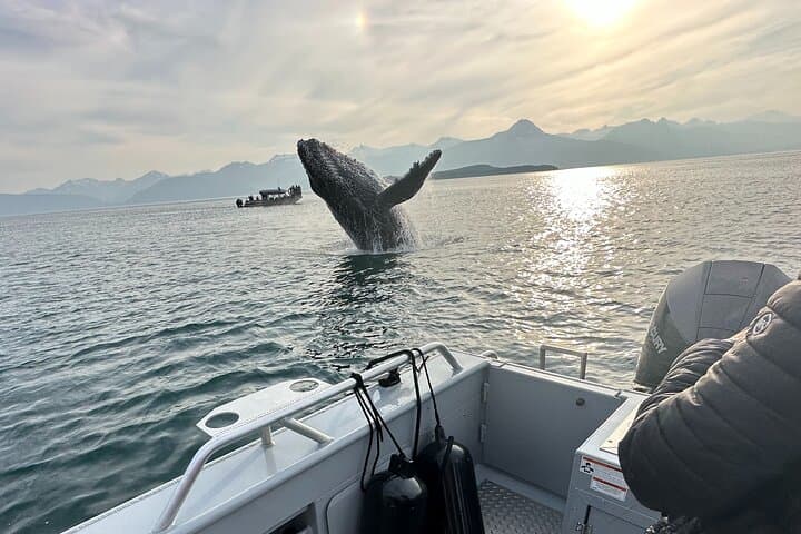 Juneau Whale Watching Cruise with Mendenhall Glacier Stop — Live-Narrated Marine Safari photo 2