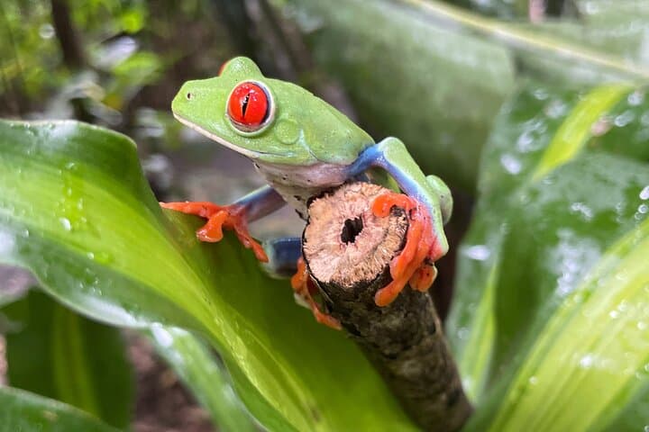 Rainforest Combo: Tenorio Wildlife, Cacao & Cortés Waterfall Day Tour photo 3