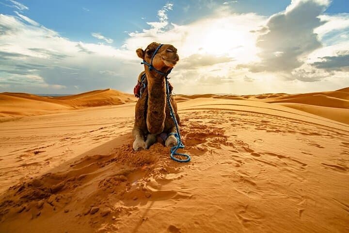 Hurghada Desert Safari with BBQ Dinner & Bedouin Camp Experience