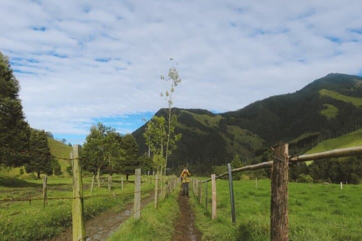 Cocora Valley Hiking: Trek to Colombia's Wax Palm Forest from Pereira or Armenia photo 2