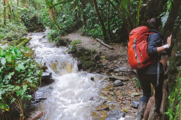 Cocora Valley Hiking: Trek to Colombia's Wax Palm Forest from Pereira or Armenia