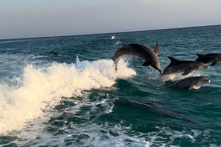 Panama City Beach Private 2-Hour Dolphin and Sunset Sightseeing Tour photo 5