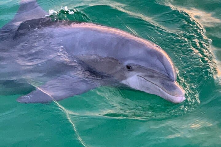 Panama City Beach Private 2-Hour Dolphin and Sunset Sightseeing Tour photo 6