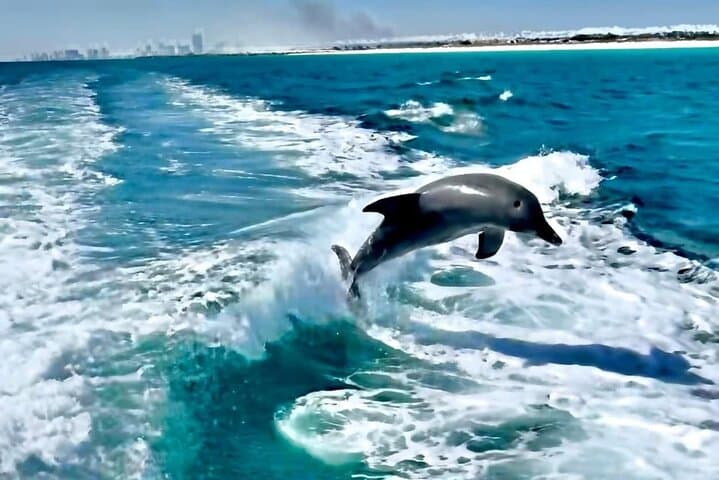 Panama City Beach Private 2-Hour Dolphin and Sunset Sightseeing Tour