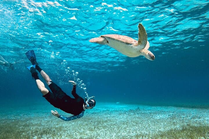 Cozumel Turtle Sanctuary Snorkel Tour — El Cielo, Green Turtles & Cielito photo 1