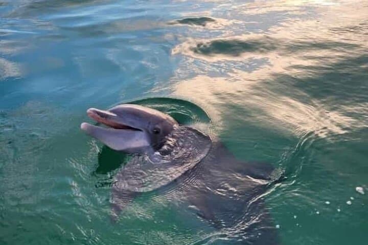 Sunset Dolphin Cruise to Shell Island — 2‑Hour Private Tour in Panama City Beach photo 6
