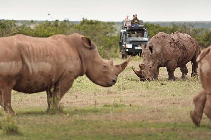 3-Day Solio Ranch & Aberdares Safari — Rhino Tracking, Mt. Kenya Views, and Classic Game Drives
