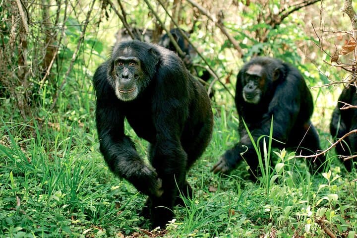 3-Day Ol Pejeta Conservancy Luxury Safari: Big Five, Chimpanzees & Mount Kenya Views photo 4