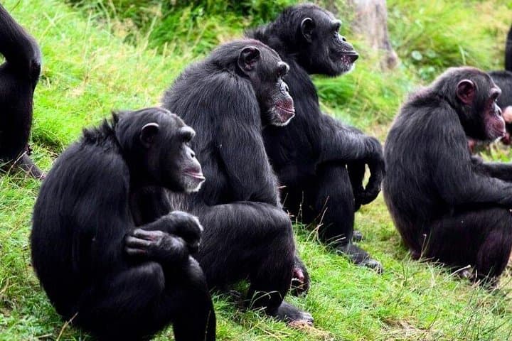 Wildlife-Rich 2-Day Safari to Ol Pejeta Conservancy from Nairobi photo 1