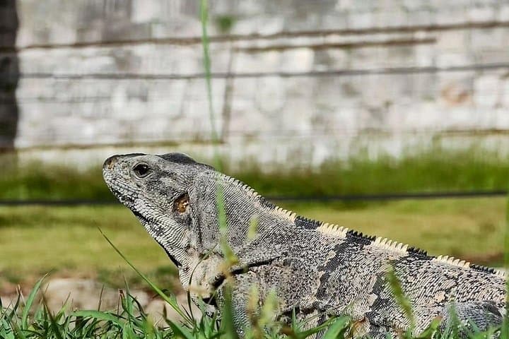 Day Trip to Chichén Itzá, Cenote Saamal & Valladolid: Full-Day Guided Tour photo 6