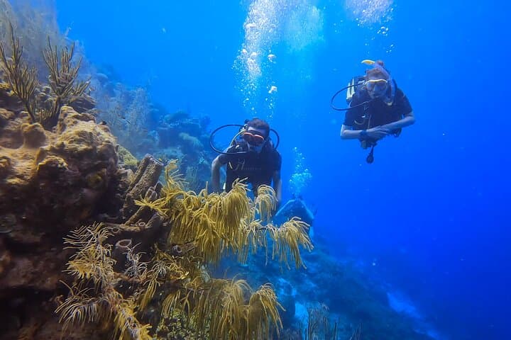 Discover Scuba Diving in Curaçao: 2.5-Hour Reef, Wreck & Coral Restoration Dive photo 5