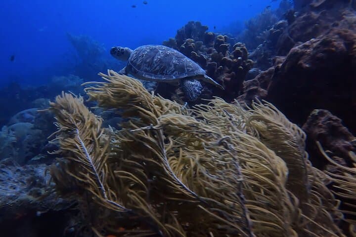 Discover Scuba Diving in Curaçao: 2.5-Hour Reef, Wreck & Coral Restoration Dive photo 3