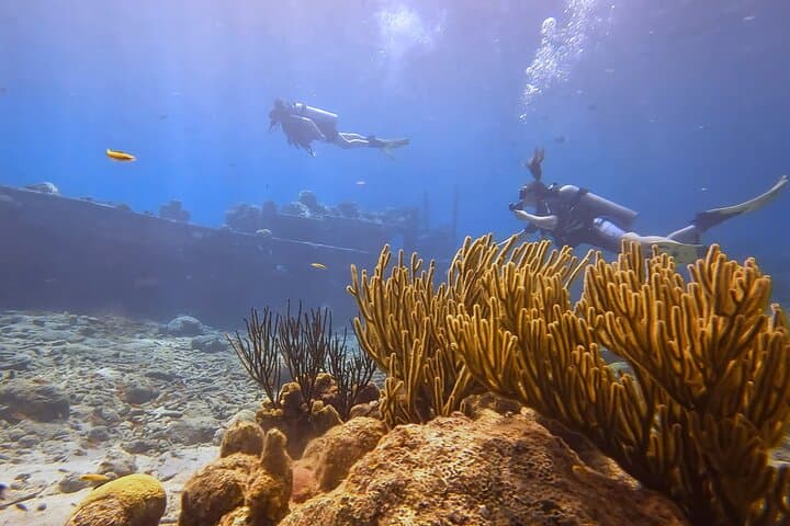 Discover Scuba Diving in Curaçao: 2.5-Hour Reef, Wreck & Coral Restoration Dive photo 4