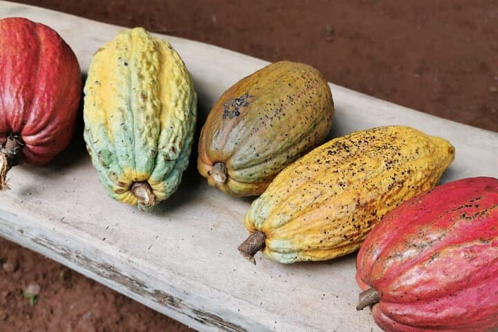 Quepos Chocolate & Wildlife Expedition: Cacao, Coffee and Sugarcane Tour Near Manuel Antonio