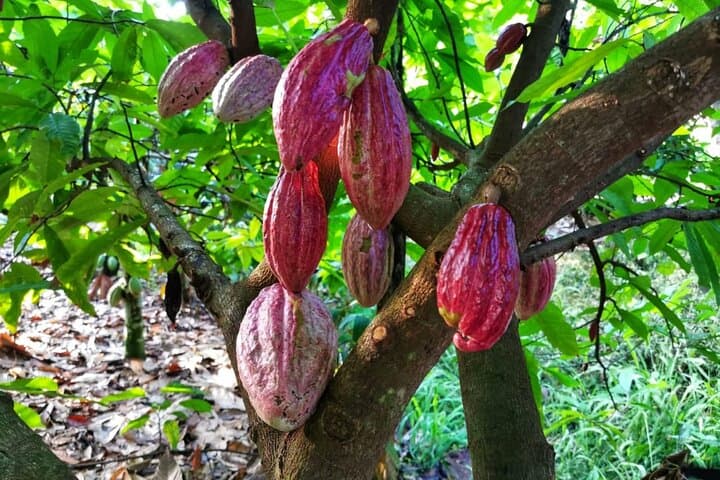 Manuel Antonio Chocolate & Coffee Tour with Lunch — Farm Tasting Near Quepos photo 2