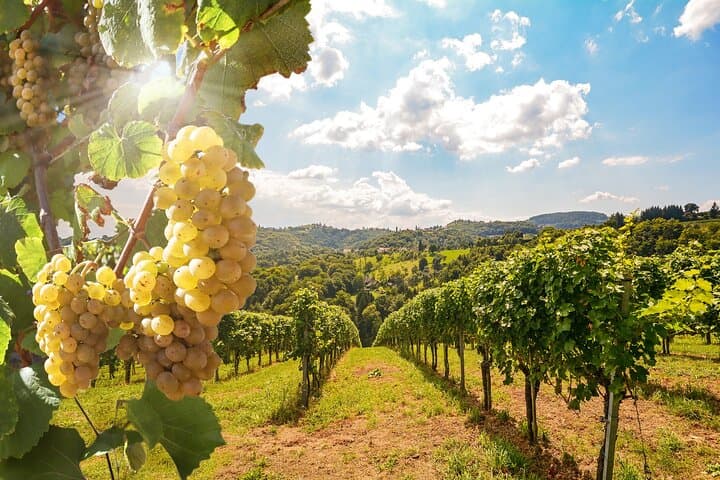 Chianti Classico Private Wine Tour from Florence: Cellars, Tastings & Tuscan Flavors