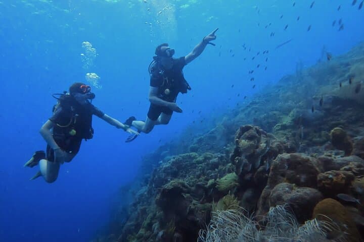 Two Guided Shore Dives in Curacao — Reefs, Wrecks & Turtles photo 3