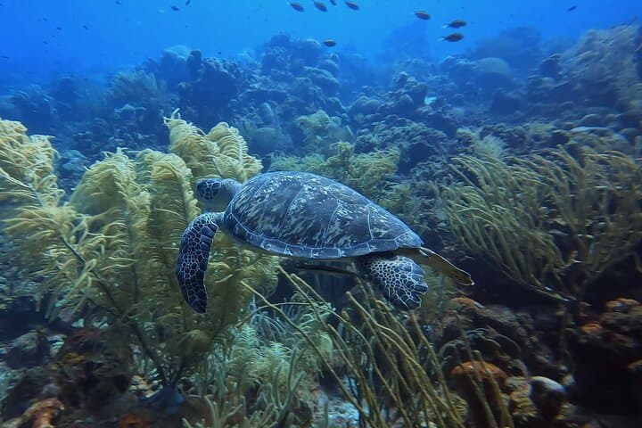 PADI Open Water Course in 3 Days — Learn to Dive in Curaçao photo 3