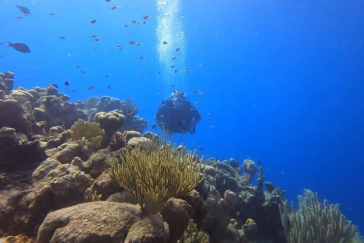 Two Guided Shore Dives in Curacao — Reefs, Wrecks & Turtles photo 5
