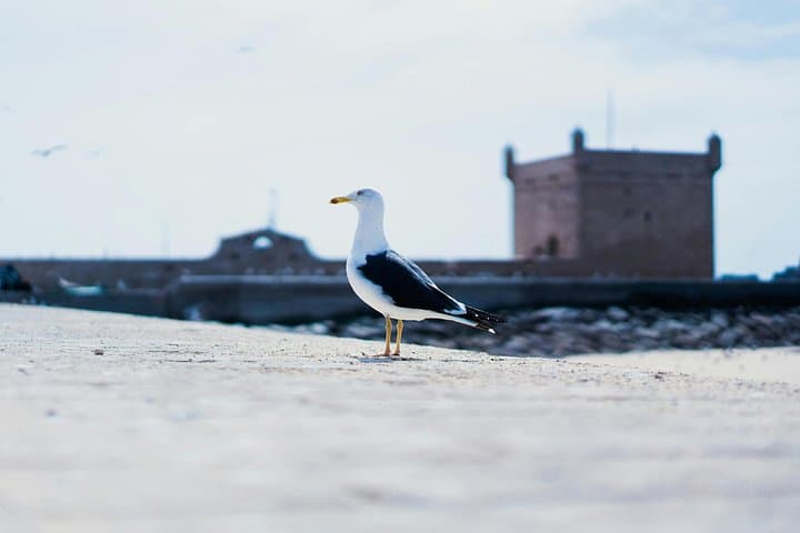 3-Day Essaouira Coast Escape: Full-Day Horse Ride & Seaside Picnic photo 4