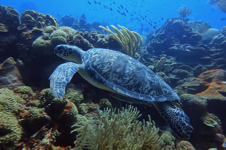 Two Guided Shore Dives in Curacao — Reefs, Wrecks & Turtles photo 4