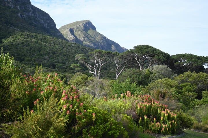 Kirstenbosch Gardens Self-Guided Audio Tour — Botany Expert Walking Route photo 3