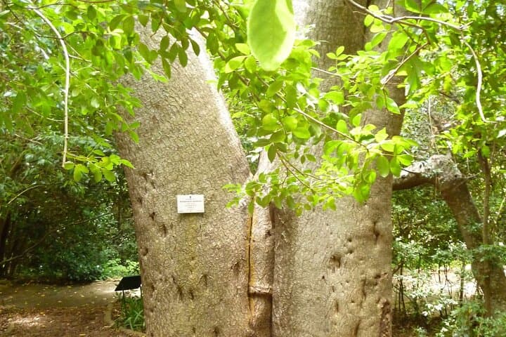 Kirstenbosch Gardens Self-Guided Audio Tour — Botany Expert Walking Route photo 6