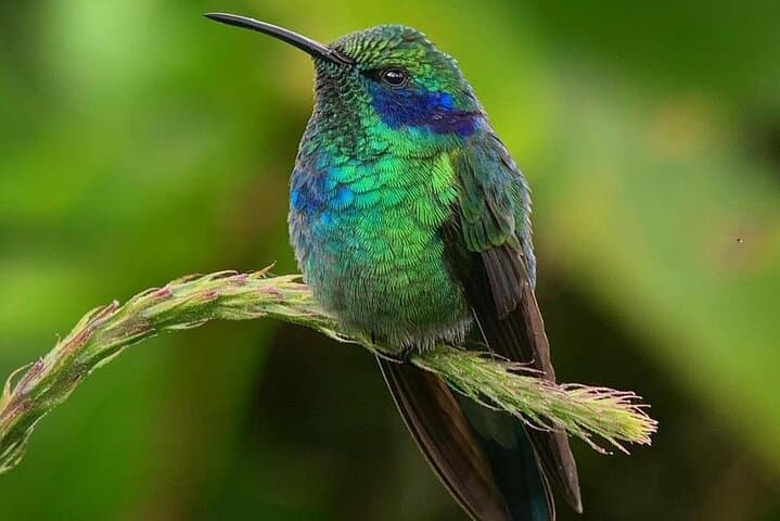 Beginner Birding in Monteverde Cloud Forest: Morning Tour with Expert Guide