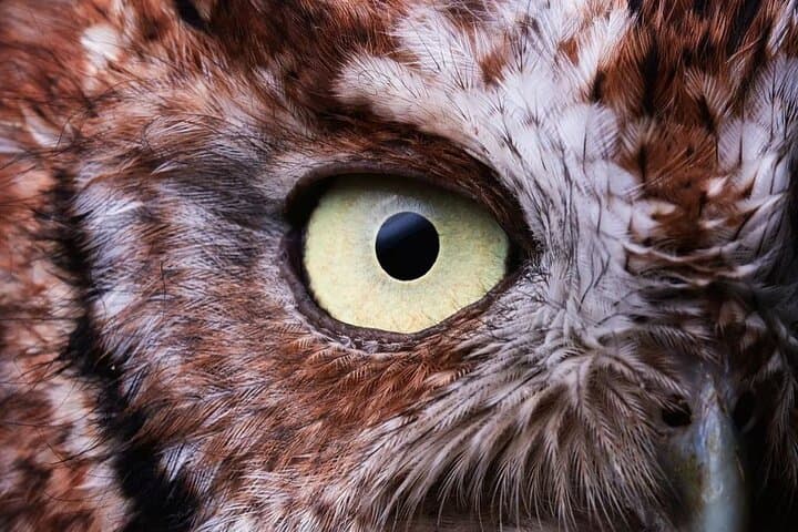 Beginner Birding in Monteverde Cloud Forest: Morning Tour with Expert Guide photo 6