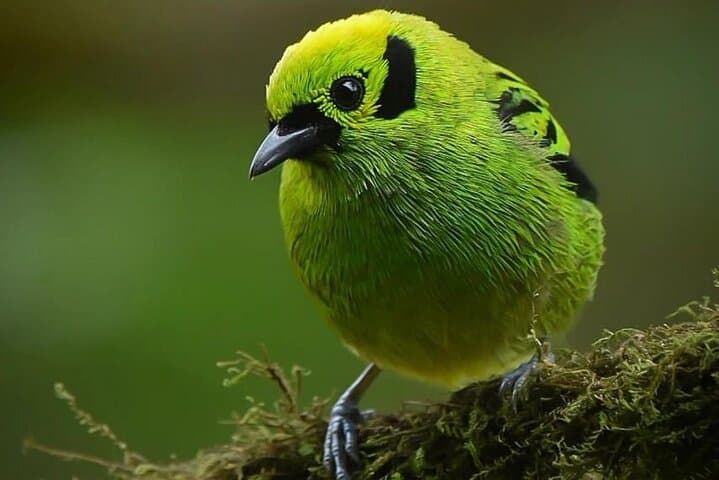 Beginner Birding in Monteverde Cloud Forest: Morning Tour with Expert Guide photo 4