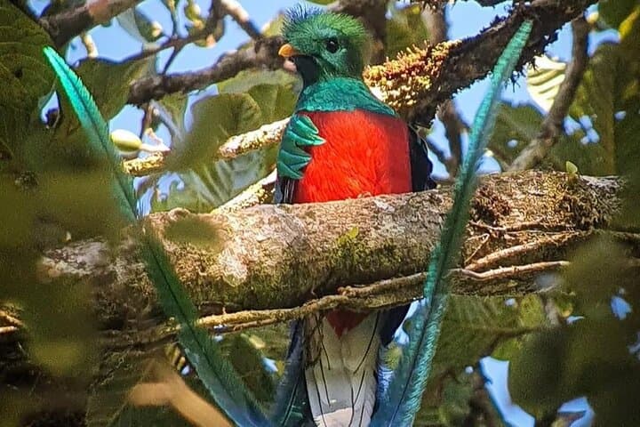 Beginner Birding in Monteverde Cloud Forest: Morning Tour with Expert Guide photo 2