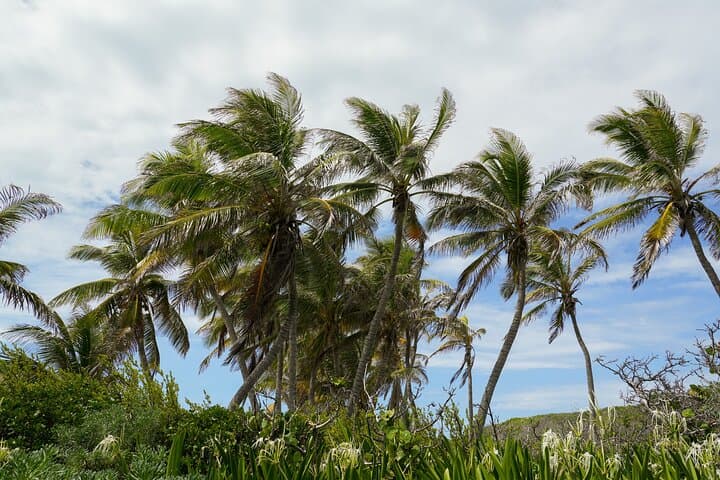 Isla Contoy Snorkeling and Isla Mujeres Day Trip with Buffet and Open Bar photo 3