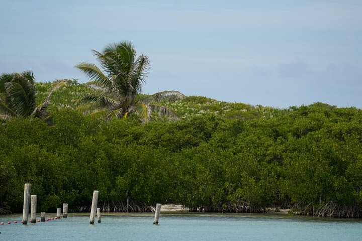 Isla Contoy Snorkeling and Isla Mujeres Day Trip with Buffet and Open Bar photo 6