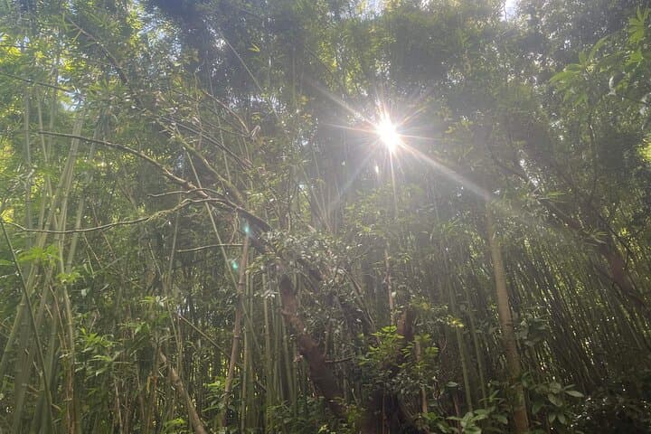 Aiea Loop Trail: 3-Hour Private Hike Along Oahu’s Ridge and Heiau