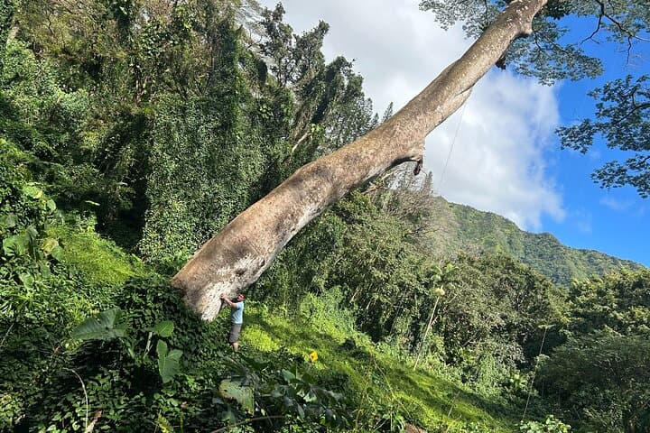 Aiea Loop Trail: 3-Hour Private Hike Along Oahu’s Ridge and Heiau photo 2