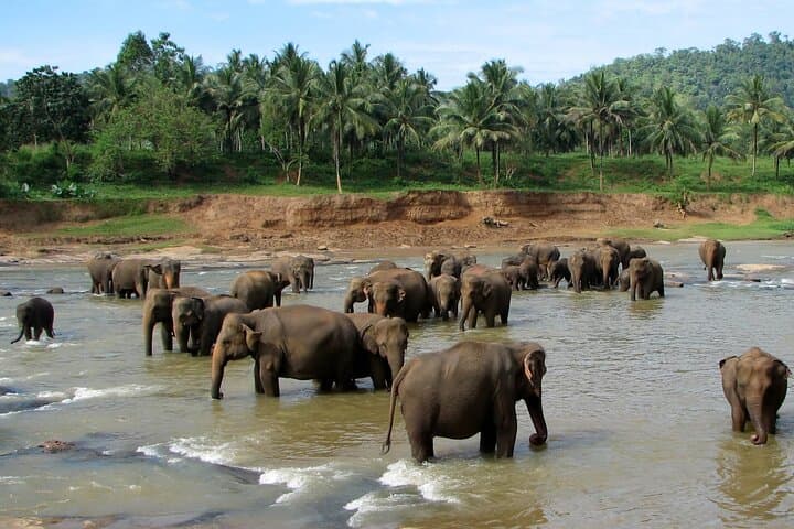 Overnight Elephant Conservation Experience at Nam Pouy — 2-Day Tour from Luang Prabang photo 2