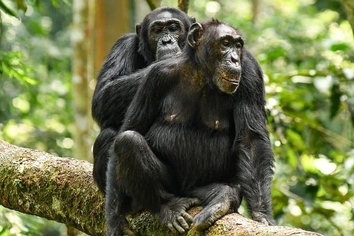 4-Day Ol Pejeta, Aberdare & Solio Ranch Safari by 4x4 Jeep photo 2