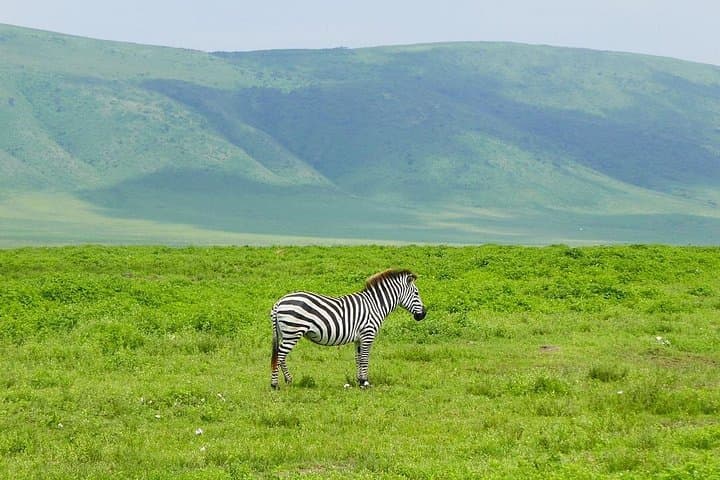 6-Day Mara Crossing Safari: Great Migration, Serengeti & Ngorongoro Crater