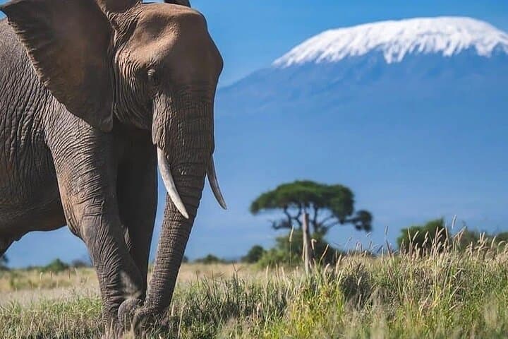 4-Day Tsavo & Amboseli Safari — Big Game, Kilimanjaro Views and Lodge Stays photo 6