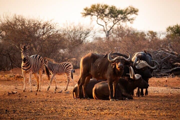 2-Day Limpopo Safari at Palala Boutique Game Lodge & Spa photo 4