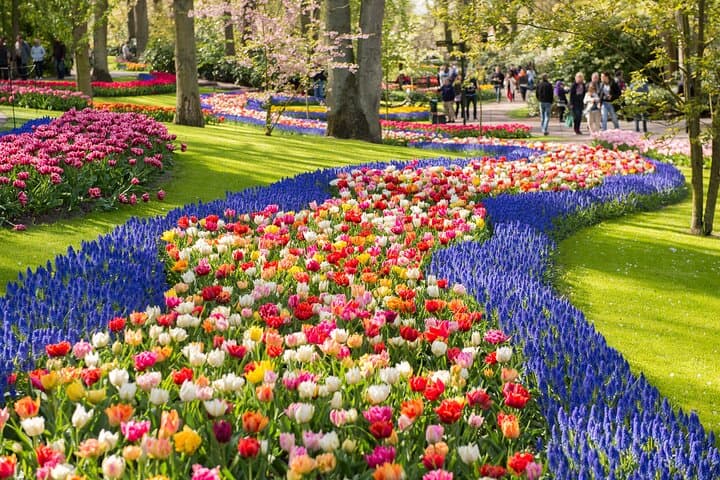 Keukenhof Gardens Day Trip from Amsterdam: Tulip Fields, Fast-Track Entry & Canal Cruise photo 6