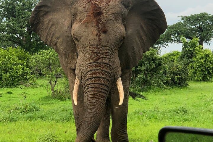 3-Day Mikumi Safari from Zanzibar — Mikumi National Park Wildlife & Maasai Village photo 4