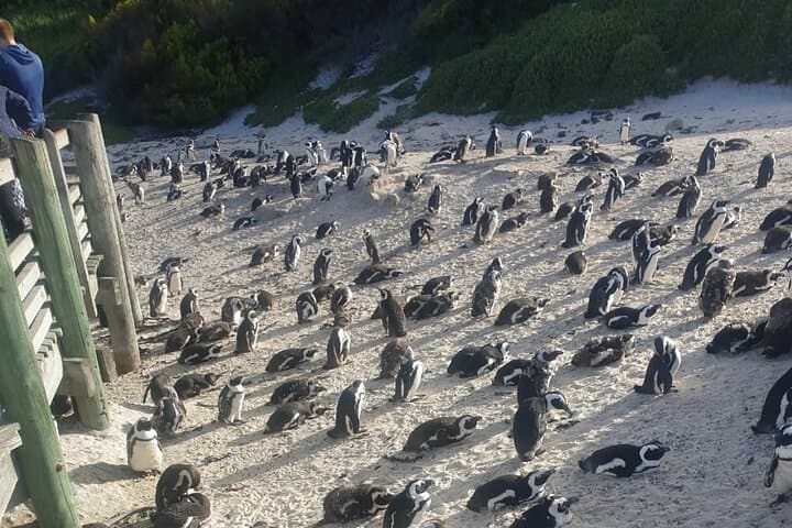Full-Day Table Mountain, Boulders Beach Penguins & Cape Point Scenic Tour photo 4